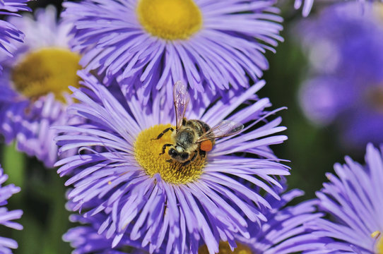 Colorful Floral  - Flower Collection