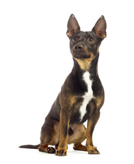 brown jack russel terrier sitting and looking up