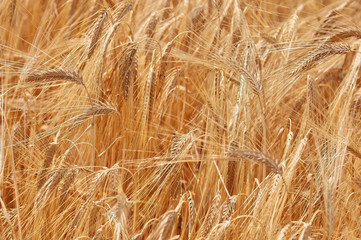 Wheatfield with ripe classes before harvest