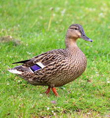 Female  Duck Mallard
