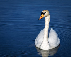 Swan