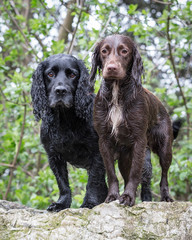 Cocker Spaniels