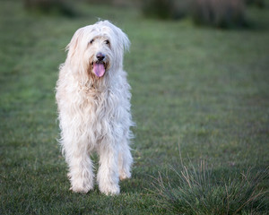 Labradoodle