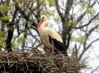 Stork in nest