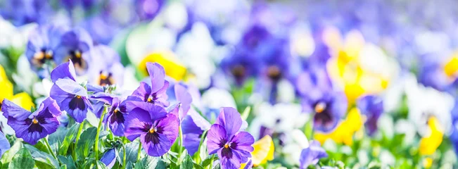 Foto op Plexiglas Viooltjes felle kleuren van viooltjes