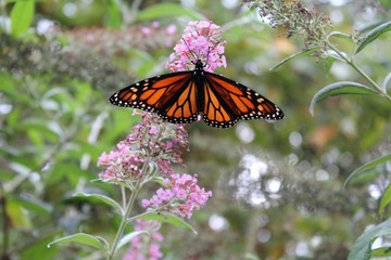 Monarch butterfly on pink wildflower