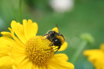 Bumble Bee on yellow flower
