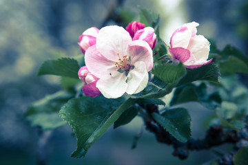 Obraz premium Apple blossom with morning dew