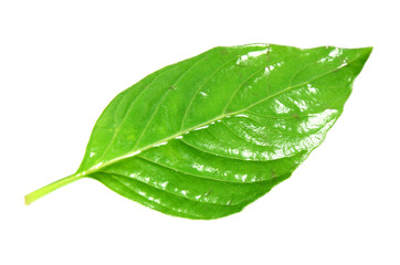 Fototapeta na wymiar Basil leaves on white background.