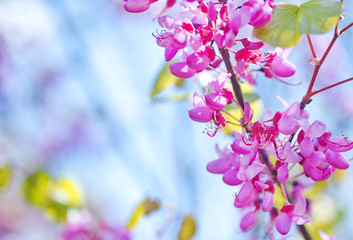 pink flowers