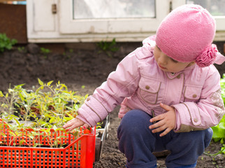 Litle Girl Showing Seedlings of  Pepper