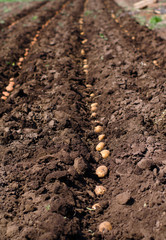 Sowing Potato, Seeding Process.