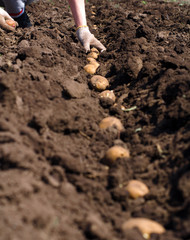 Fototapeta na wymiar Women Sowing Potato, Seeding Process.