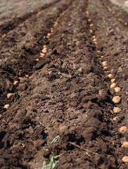 Sowing Potato, Seeding Process.