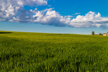 Fototapeta premium Wheat field