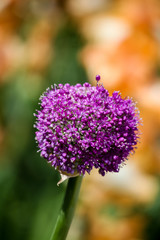Giant Flowering Onion (Allium giganteum)