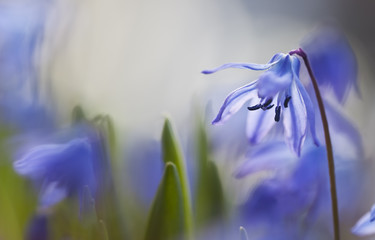 Squill or scilla flowers blossoming