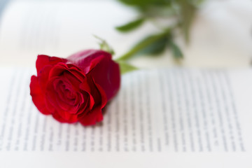 Red rose on the open book