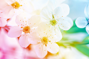 Fototapeta premium Сherry blossom for background