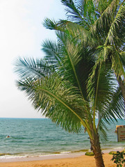 Fototapeta na wymiar Tropical Palms