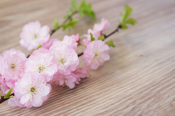 Fototapeta na wymiar twig of fresh pink cherry flowers