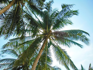 Fototapeta na wymiar Tropical Palms
