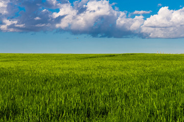 Obraz premium Wheat field