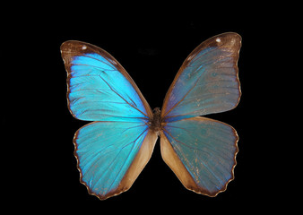 Papillon exotique bleu