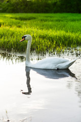 Obraz premium Swan in lake on sunny day
