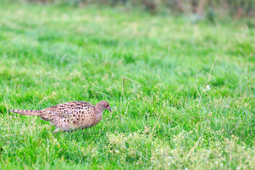 Pheasant female bird standing in grassland
