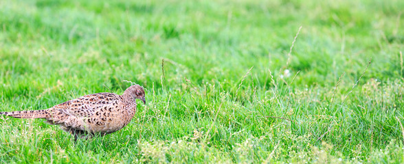 Pheasant female bird standing in grassland