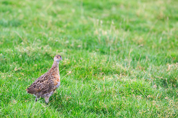 Pheasant female bird standing in grassland