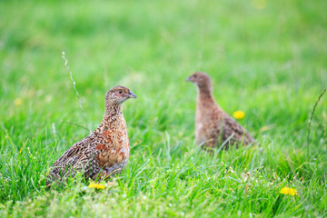 Two pheasant female bird standing in grassland