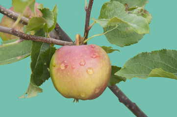 Apple Isolated