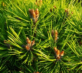 Detail view on the Pine