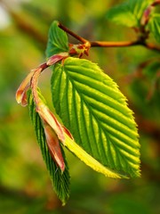 Spring hornbean leaf