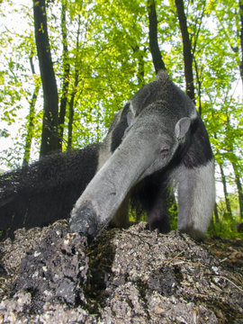 Giant anteater (Myrmecophaga tridactyla) eats ants