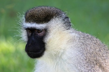 Grüne Meerkatze in Uganda