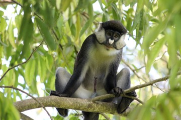 Kongo-Weißnasenmeerkatze in Uganda