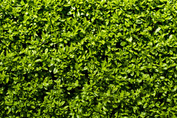 Fototapeta na wymiar deep green hedge