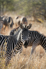 Fototapeta na wymiar Spotted by Zebras