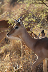 Jeune gazelle