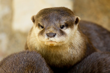 Loutre naine