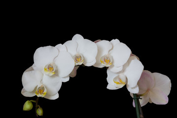 Obrazy na Plexi  Dużo białych kwiatów orchidei