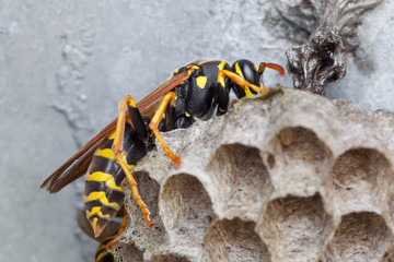 Polistes associus