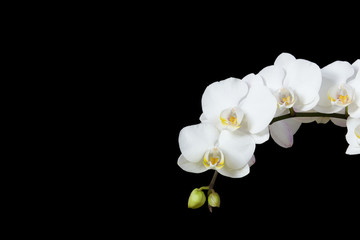 Weiße Orchidee Blüten vor Schwarz