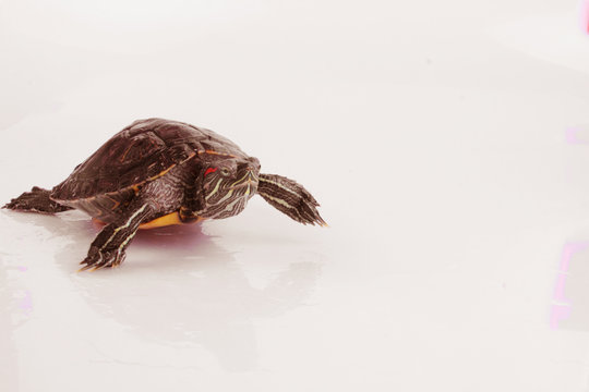 slow moving turtles