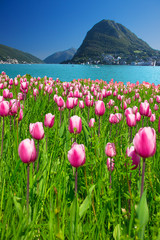 View to tulips, Lugano city, Monte San Salvadore and Lugano lake