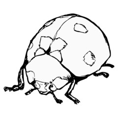 ladybird © Perysty