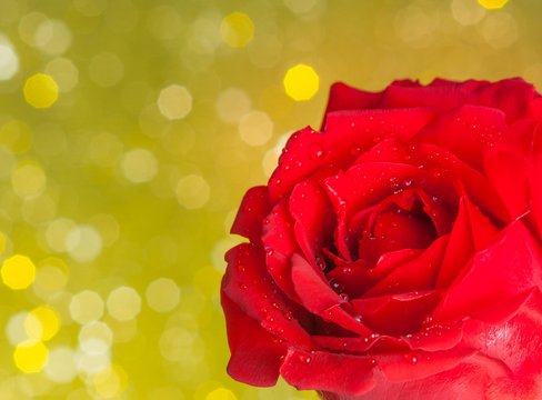red rose on bokeh background, valentine day and love concept
